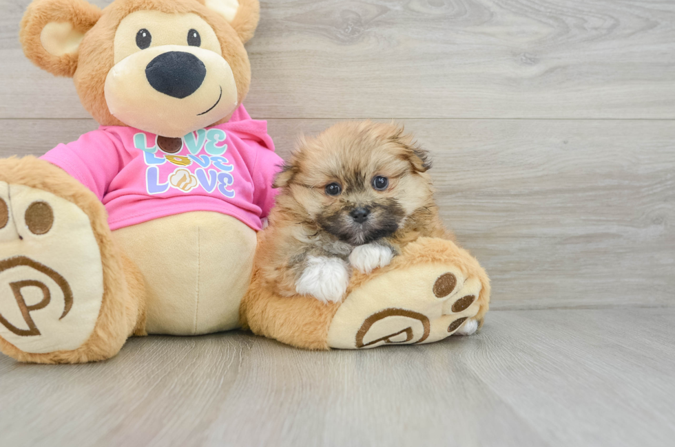 5 week old Shih Pom Puppy For Sale - Simply Southern Pups