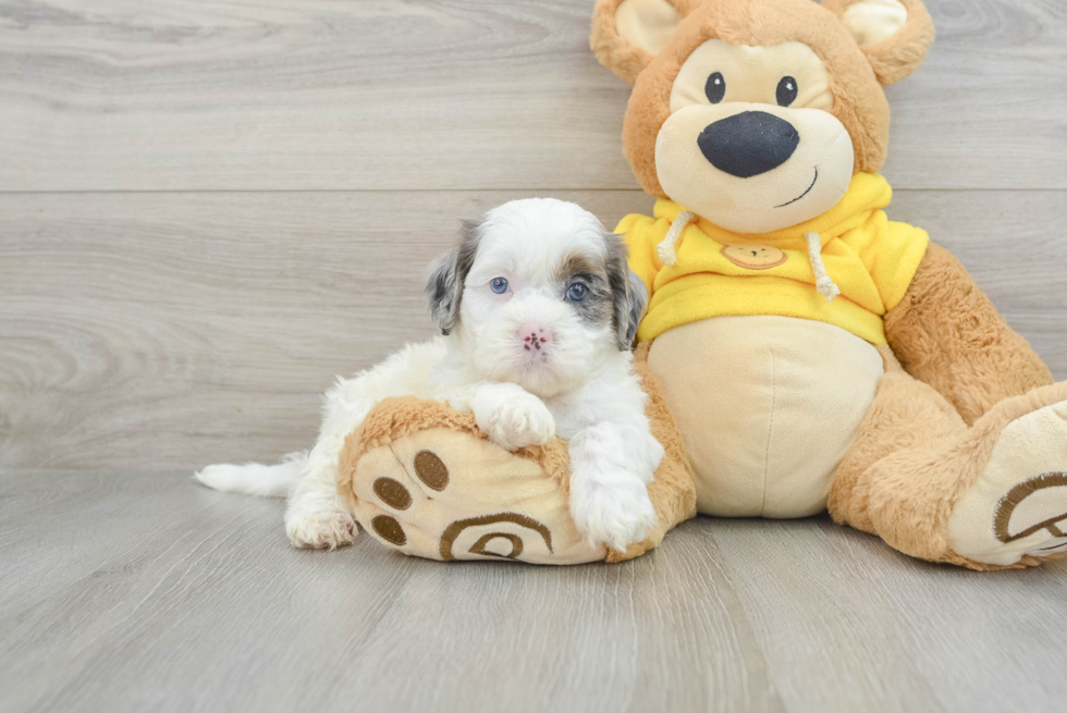 Shih Poo Puppy for Adoption