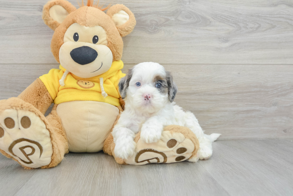 Best Shih Poo Baby