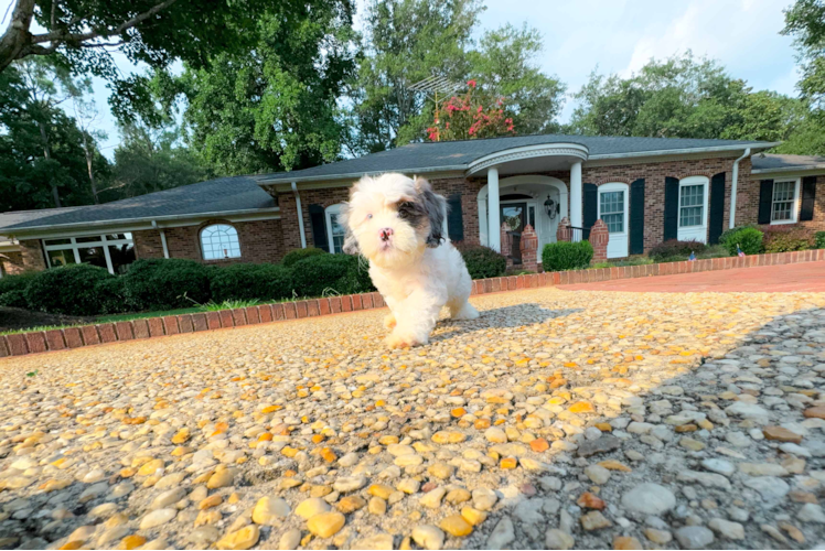 Cute Shih Poo Poodle Mix Pup