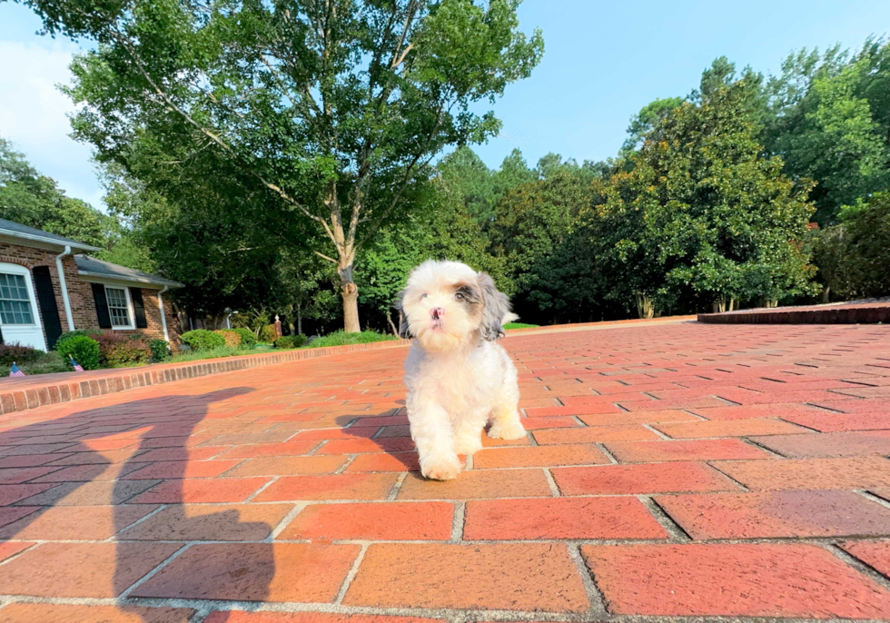 Best Shih Poo Baby