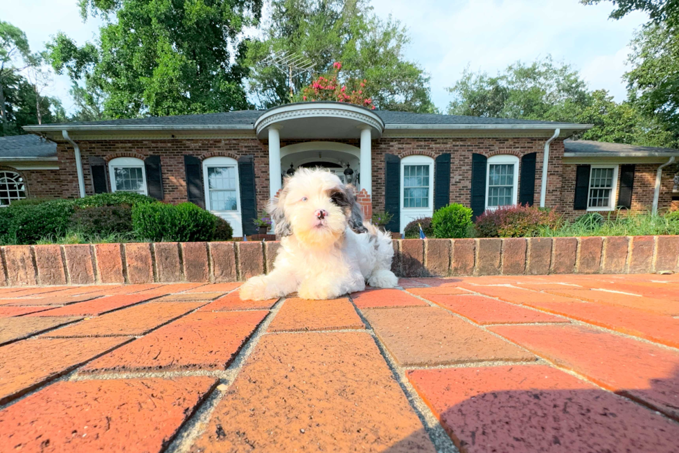 Best Shih Poo Baby