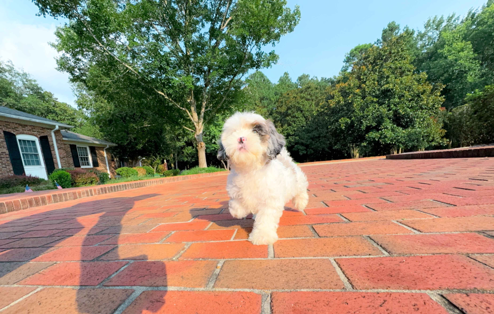 Cute Shih Poo Baby