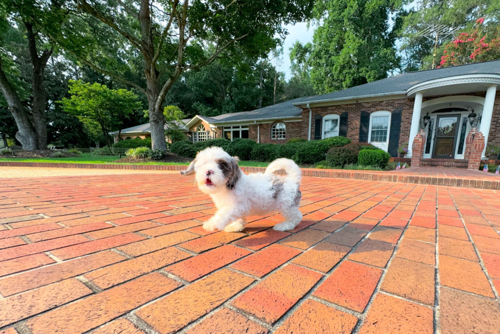 Best Shih Poo Baby