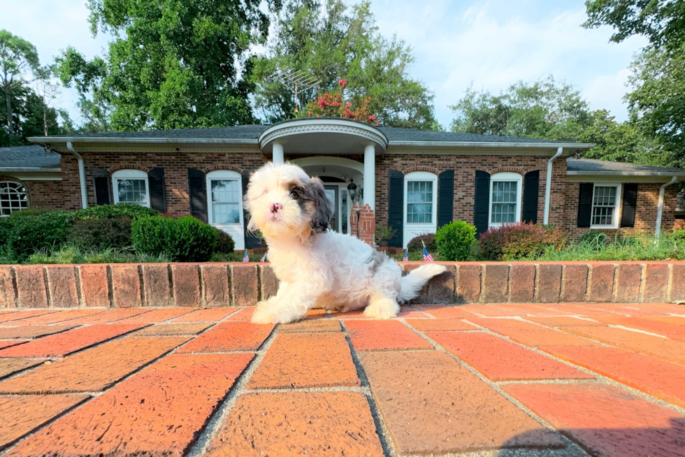 Shih Poo Puppy for Adoption