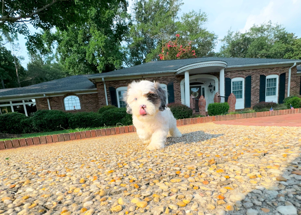 Cute Shih Poo Baby