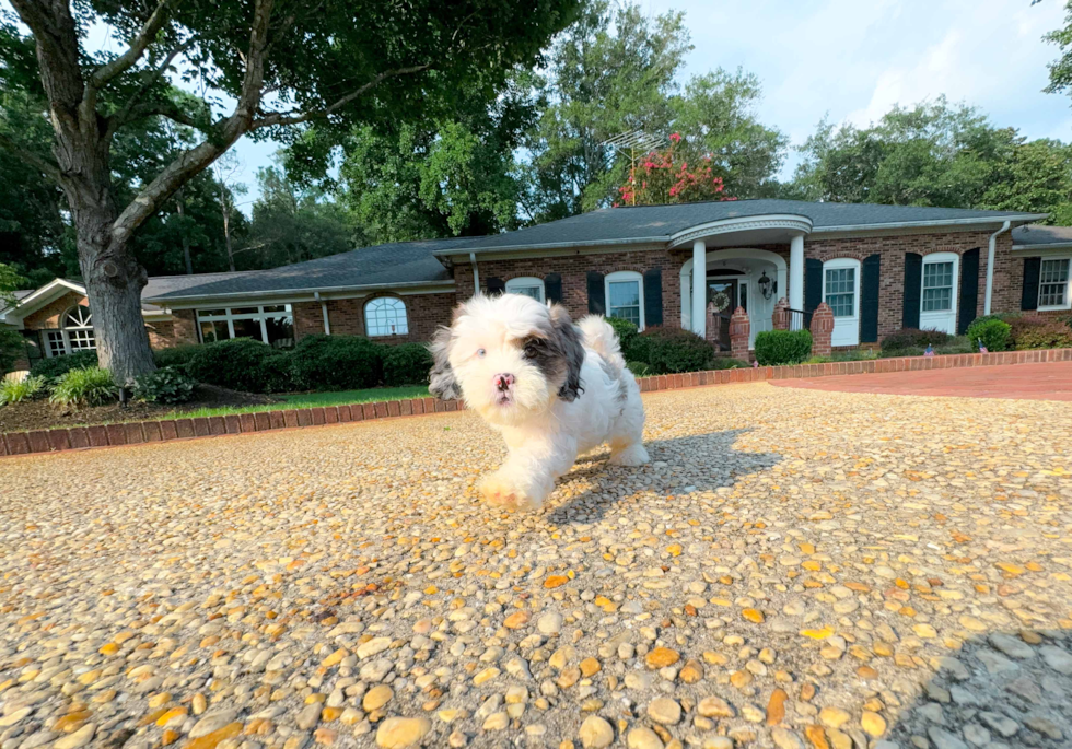 Cute Shoodle Poodle Mix Puppy