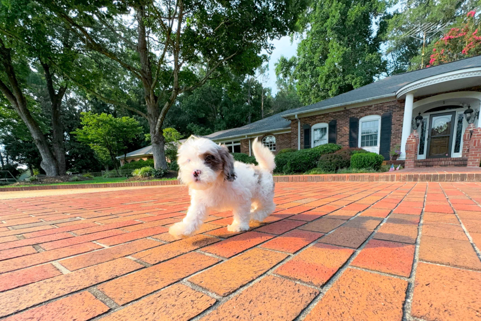 Cute Shoodle Poodle Mix Puppy