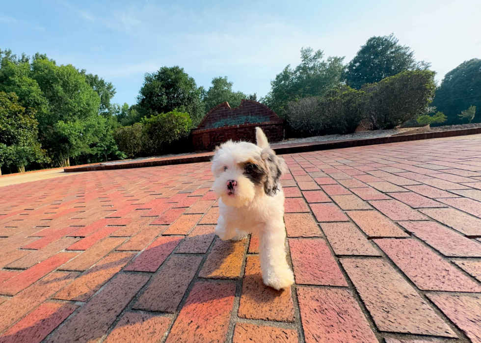 Cute Shih Poo Baby