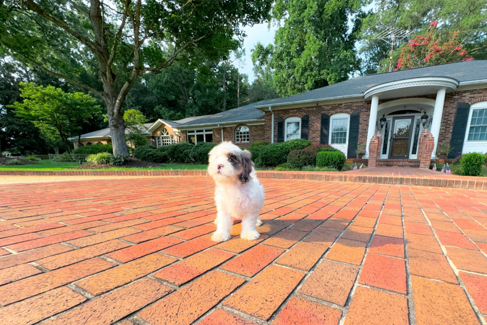 Cute Shoodle Poodle Mix Puppy