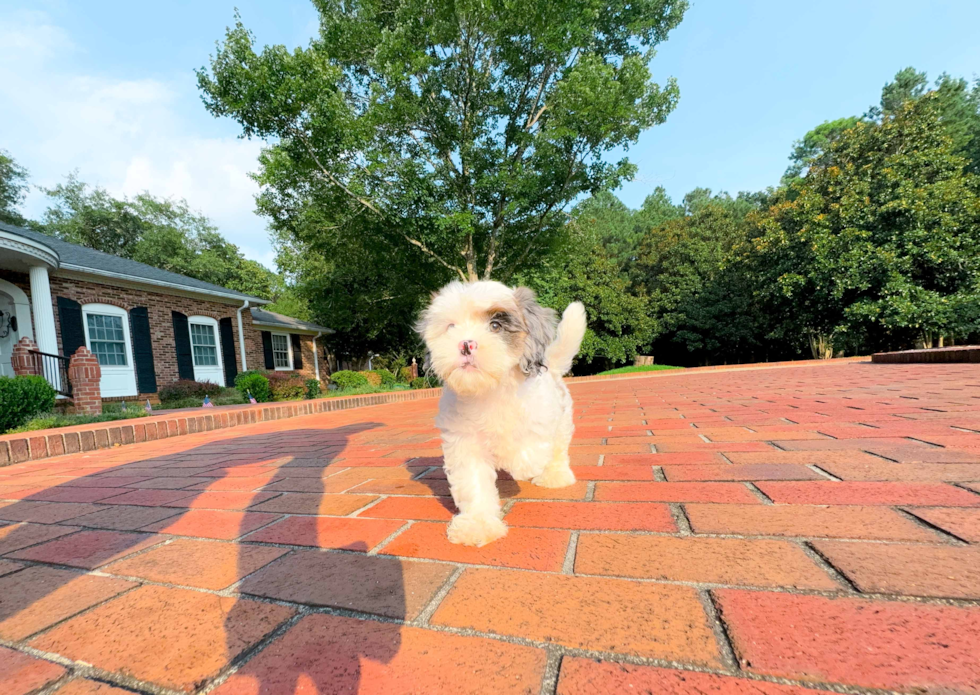 Best Shih Poo Baby