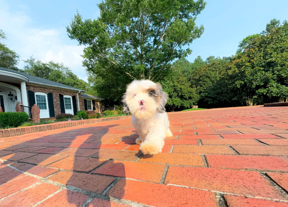 Shih Poo Puppy for Adoption