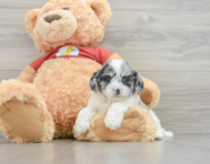 7 week old Shih Poo Puppy For Sale - Simply Southern Pups