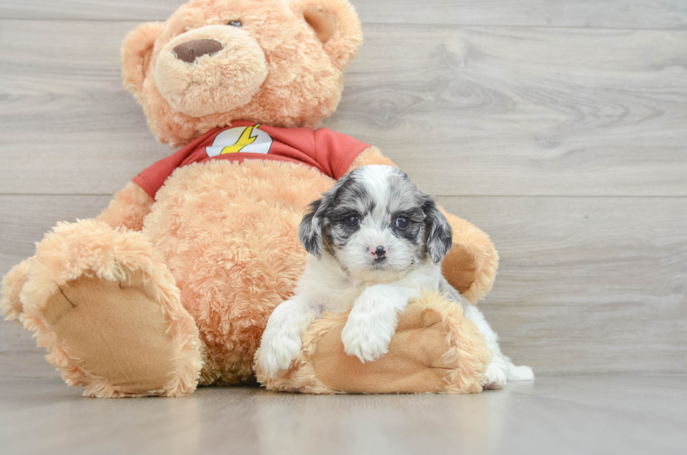 7 week old Shih Poo Puppy For Sale - Simply Southern Pups