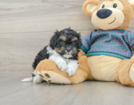 8 week old Shih Poo Puppy For Sale - Simply Southern Pups