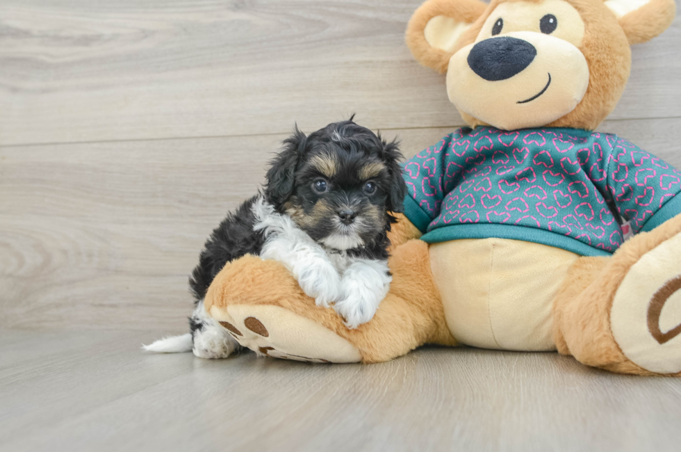 5 week old Shih Poo Puppy For Sale - Simply Southern Pups