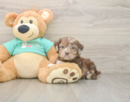 6 week old Shih Poo Puppy For Sale - Simply Southern Pups