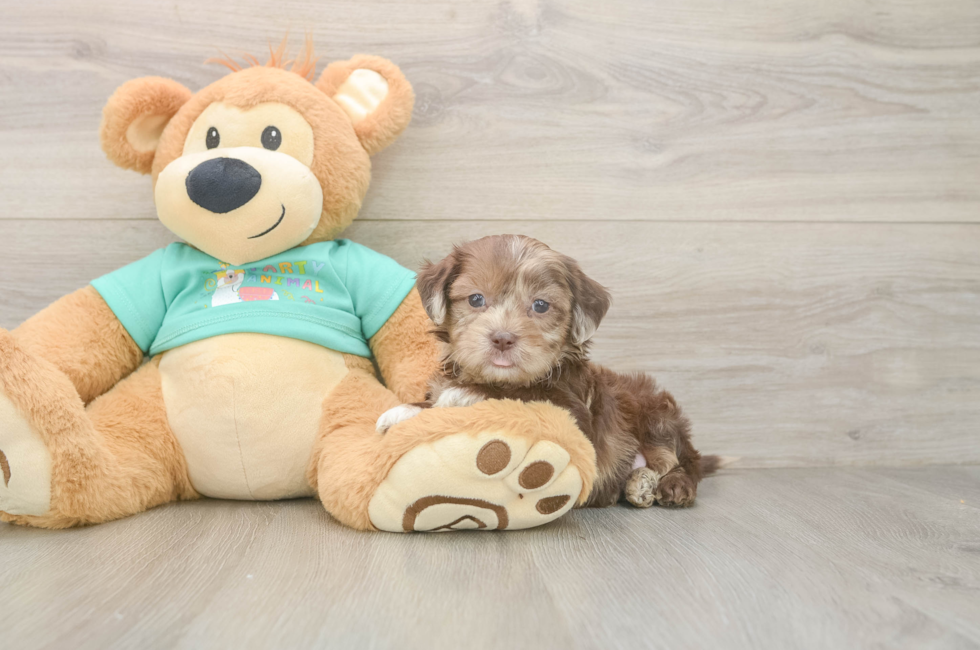 6 week old Shih Poo Puppy For Sale - Simply Southern Pups