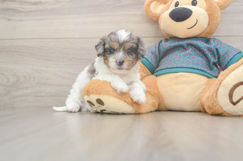 5 week old Shih Poo Puppy For Sale - Simply Southern Pups