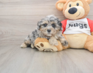 7 week old Shih Poo Puppy For Sale - Simply Southern Pups