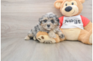 Shih Poo Puppy for Adoption