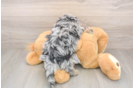 Best Shih Poo Baby