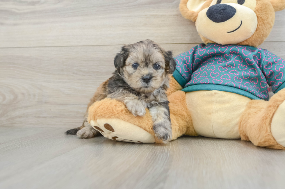 5 week old Shih Poo Puppy For Sale - Simply Southern Pups