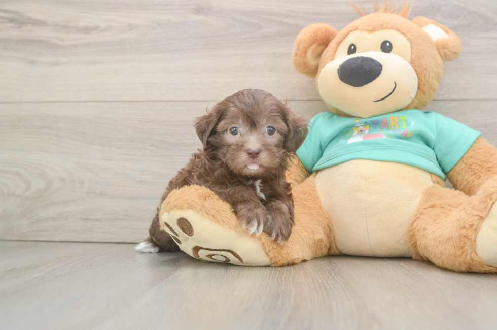 6 week old Shih Poo Puppy For Sale - Simply Southern Pups