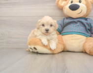 7 week old Shih Poo Puppy For Sale - Simply Southern Pups