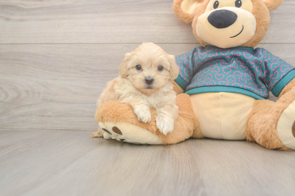 5 week old Shih Poo Puppy For Sale - Simply Southern Pups