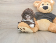 6 week old Shih Poo Puppy For Sale - Simply Southern Pups