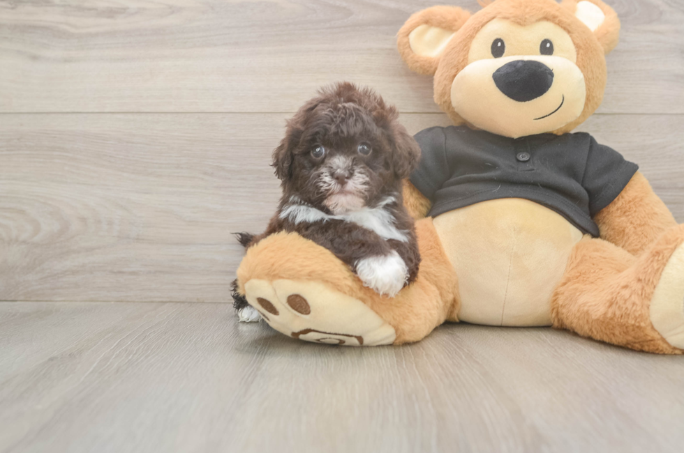 5 week old Shih Poo Puppy For Sale - Simply Southern Pups