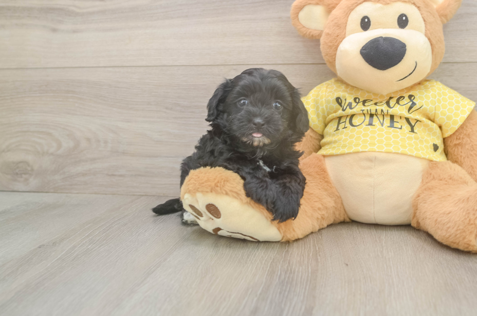 5 week old Shih Poo Puppy For Sale - Simply Southern Pups