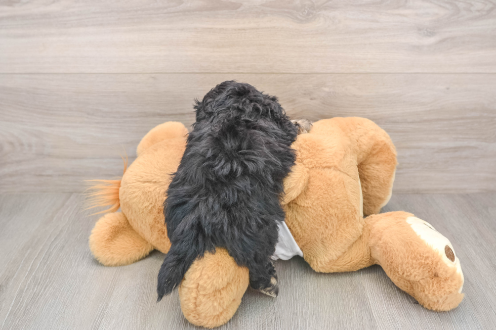 Shih Poo Puppy for Adoption