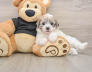 8 week old Shih Poo Puppy For Sale - Simply Southern Pups