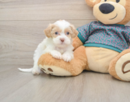 8 week old Shih Poo Puppy For Sale - Simply Southern Pups