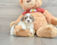 7 week old Shih Poo Puppy For Sale - Simply Southern Pups