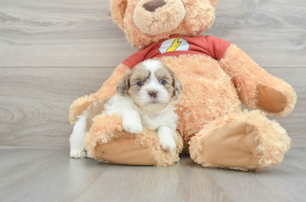 7 week old Shih Poo Puppy For Sale - Simply Southern Pups