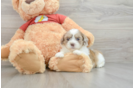 Best Shih Poo Baby