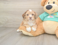 6 week old Shih Poo Puppy For Sale - Simply Southern Pups