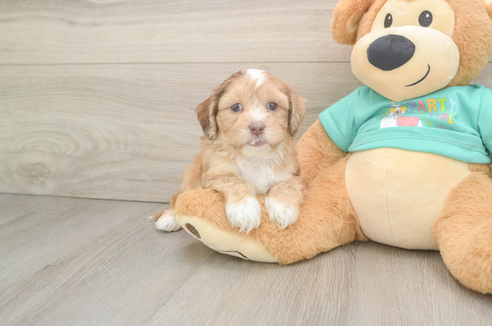 6 week old Shih Poo Puppy For Sale - Simply Southern Pups