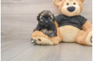 Best Shih Poo Baby