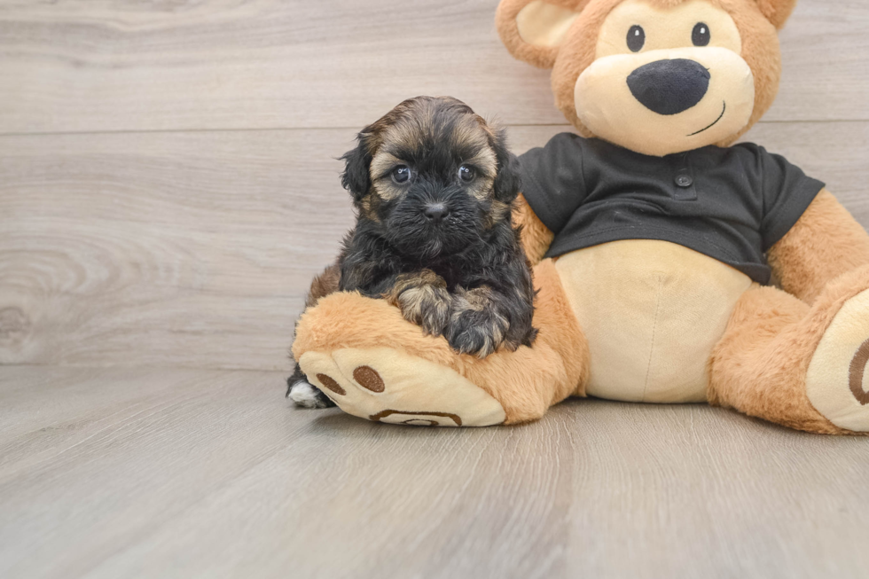 Best Shih Poo Baby