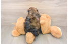 Shih Poo Pup Being Cute