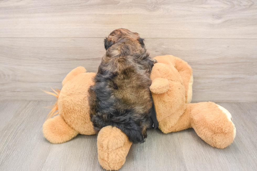 Shih Poo Pup Being Cute