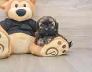 9 week old Shih Poo Puppy For Sale - Simply Southern Pups