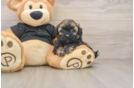 Best Shih Poo Baby
