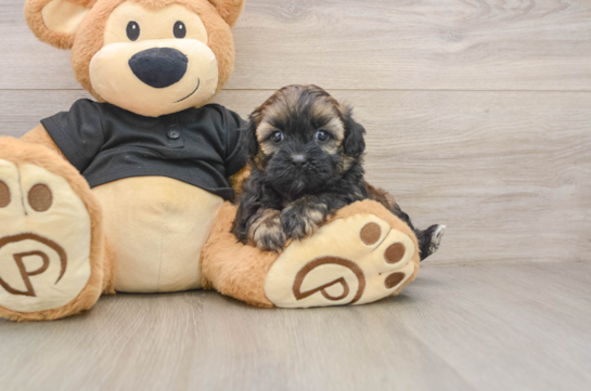 Best Shih Poo Baby