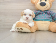 7 week old Shih Poo Puppy For Sale - Simply Southern Pups
