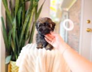 9 week old Shih Poo Puppy For Sale - Simply Southern Pups